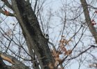 Red-headed Woodpecker (58)