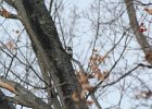 Red-headed Woodpecker (59)