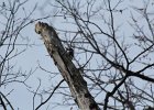 Red-headed Woodpecker (64)