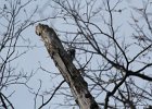 Red-headed Woodpecker (65)