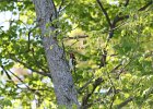 Red-headed Woodpecker (73)