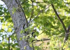 Red-headed Woodpecker (75)