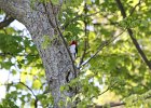 Red-headed Woodpecker (76)