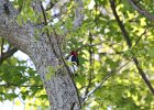Red-headed Woodpecker (77)