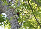 Red-headed Woodpecker (78)