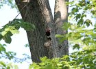 Red-headed Woodpecker (9)