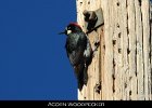 047 - 537 Acorn Woodpecker