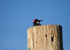 Acorn Woodpecker (10)