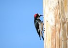 Acorn Woodpecker (11)