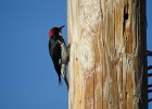 Acorn Woodpecker (12)