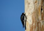Acorn Woodpecker (13)
