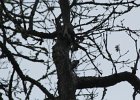 Acorn Woodpecker (15)