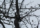 Acorn Woodpecker (18)