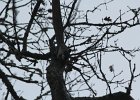 Acorn Woodpecker (19)