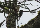 Acorn Woodpecker (2)