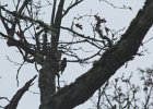 Acorn Woodpecker (21)