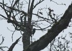 Acorn Woodpecker (22)
