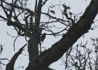 Acorn Woodpecker (23)