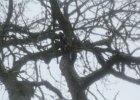 Acorn Woodpecker (32)