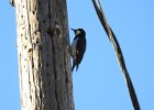 Acorn Woodpecker (4)
