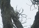 Acorn Woodpecker (44)