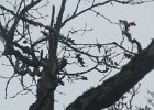Acorn Woodpecker (45)