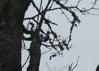 Acorn Woodpecker (46)