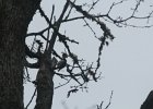 Acorn Woodpecker (47)