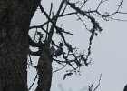 Acorn Woodpecker (48)