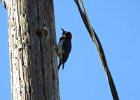 Acorn Woodpecker (5)