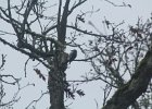 Acorn Woodpecker (52)