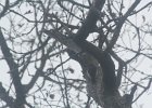 Acorn Woodpecker (58)