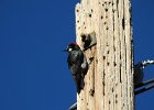 Acorn Woodpecker (6)