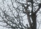 Acorn Woodpecker (65)
