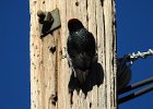 Acorn Woodpecker (7)