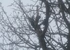 Acorn Woodpecker (75)