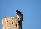 Acorn Woodpecker (8)