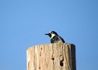 Acorn Woodpecker (9)