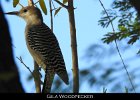 047 - 538 Gila Woodpecker