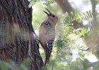 101Gila Woodpecker