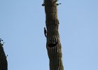 Gila Woodpecker (1)
