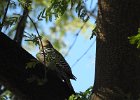 Gila Woodpecker (11)