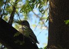 Gila Woodpecker (12)