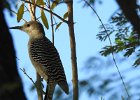 Gila Woodpecker (13)