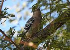 Gila Woodpecker (15)