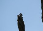 Gila Woodpecker (2)