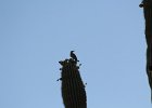 Gila Woodpecker (3)