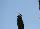Gila Woodpecker (4)