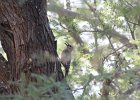Gila Woodpecker (5)