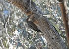 Gila Woodpecker (6)
